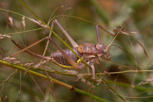 Bradyporinae